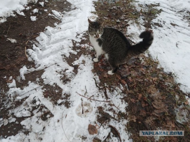 Жизнь домашнего приюта для котеек 484