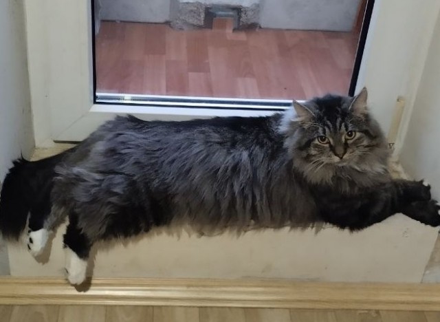 А у нас лапки