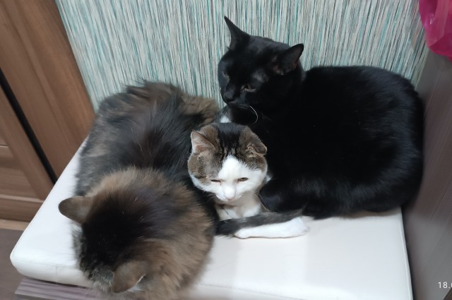 Котовторник 09.04.24