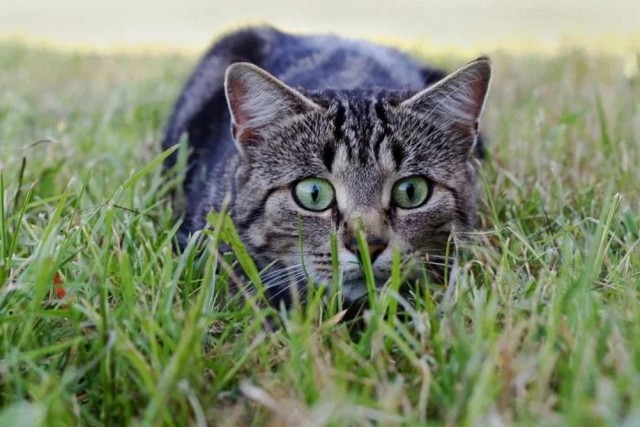 Котовторник в картинках