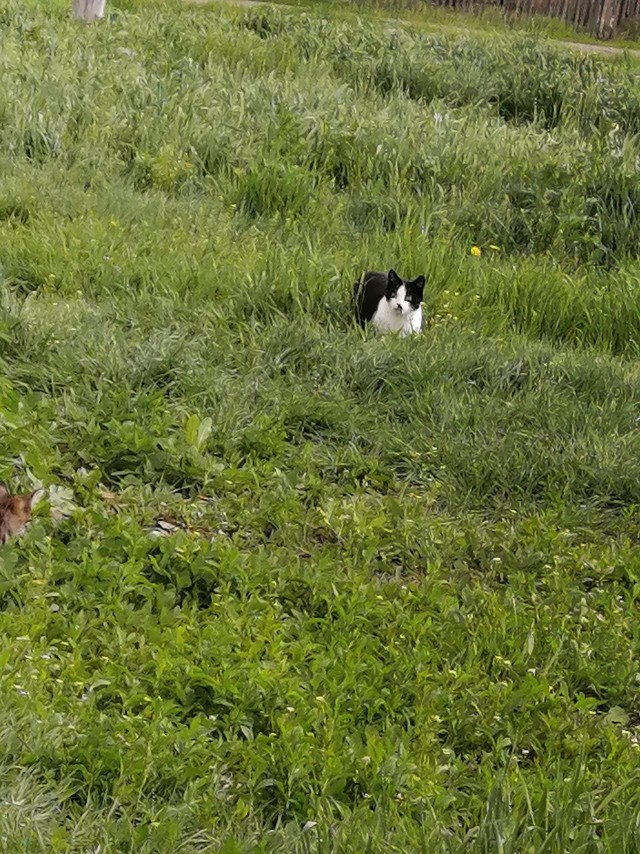 Коты деревенской породы