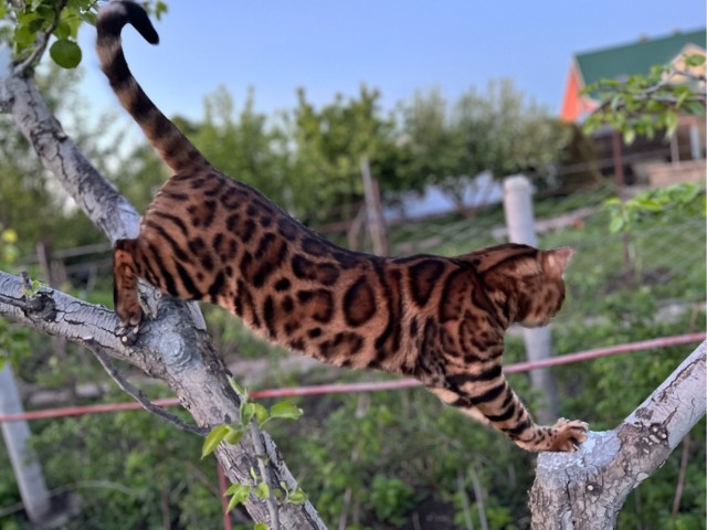 Котовторник!