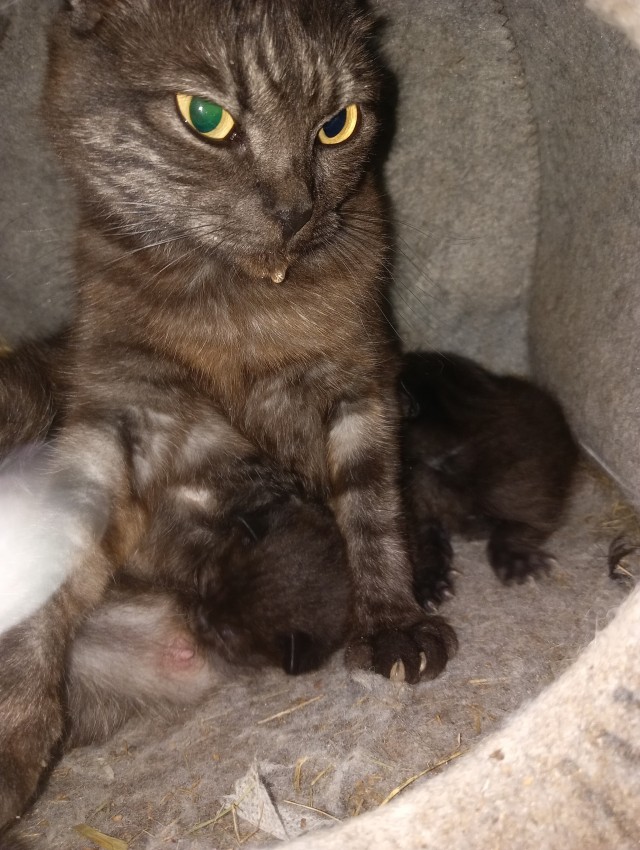 Котовторник!