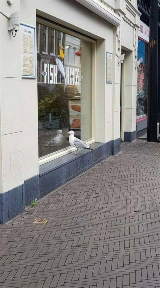 ФотоВинегрет
