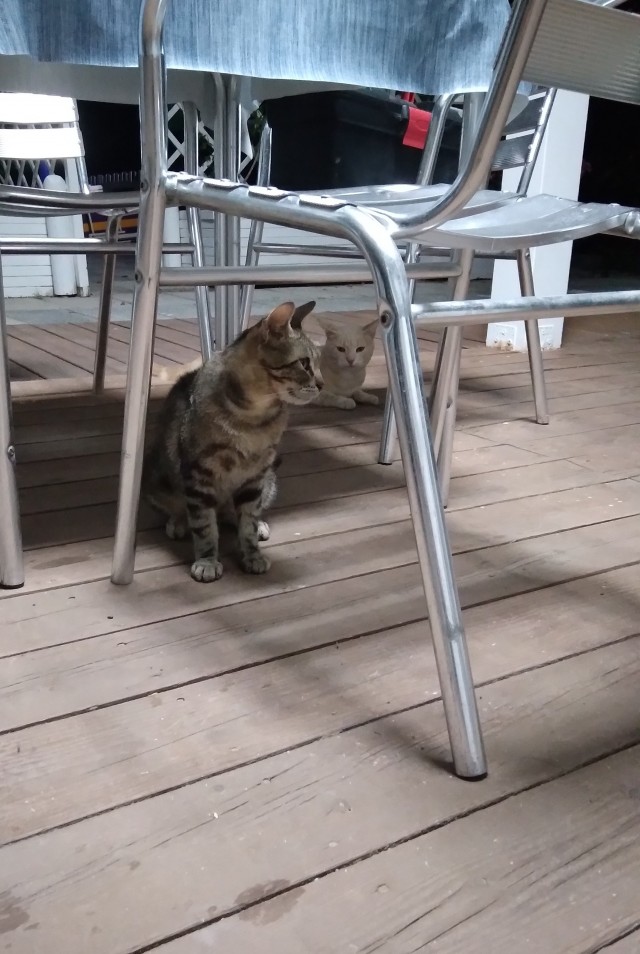 ПрИшлая девочка