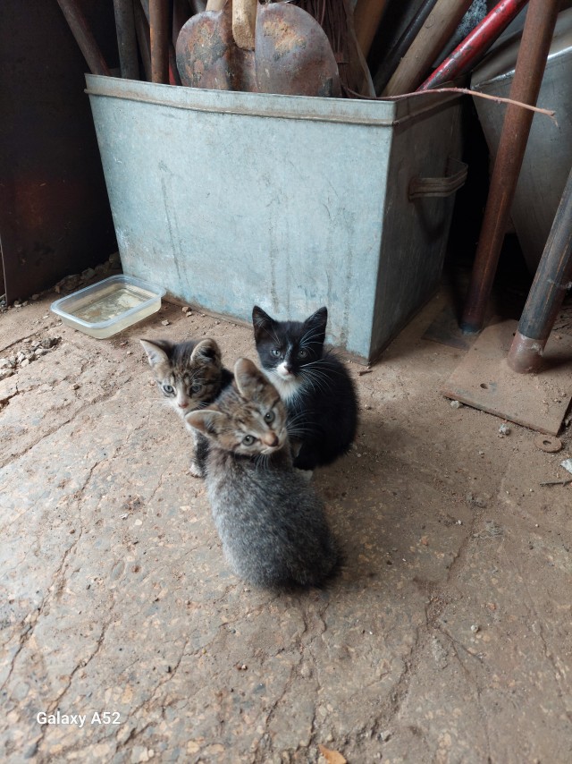 Коты, которые работают на заводах