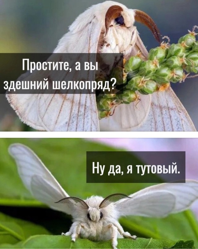 Веселые картики во вторник 29.10