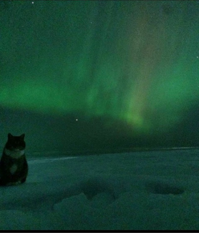 Котовторник в картинках