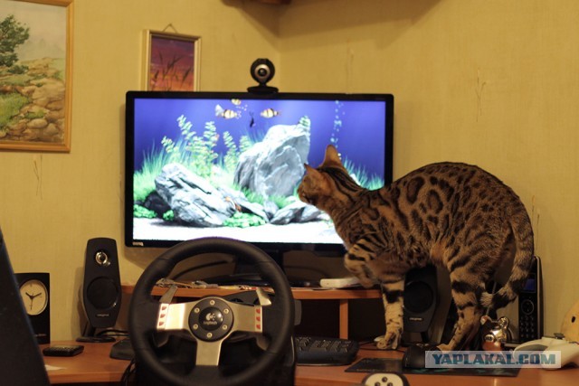 О бенгальских котах на наглядном примере