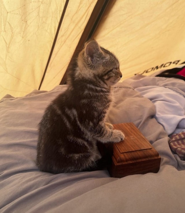 Хранитель сундучка.