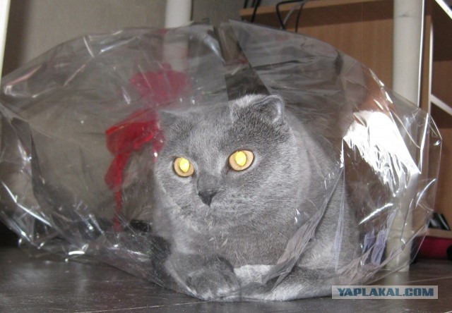 Котовторник 9.07.2013