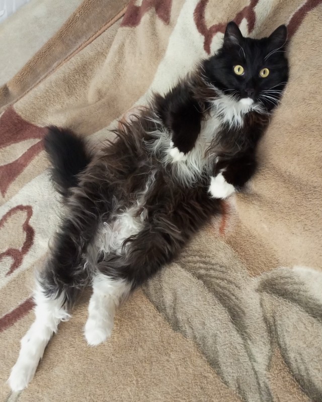 Котейка на укотовление
