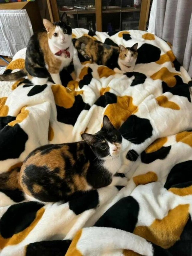 Котовторник же!