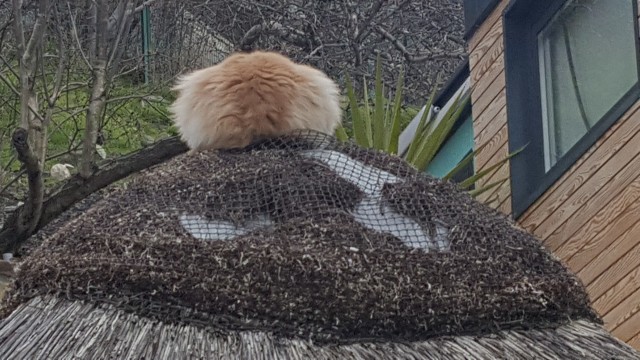 Ну все таки котовторник...