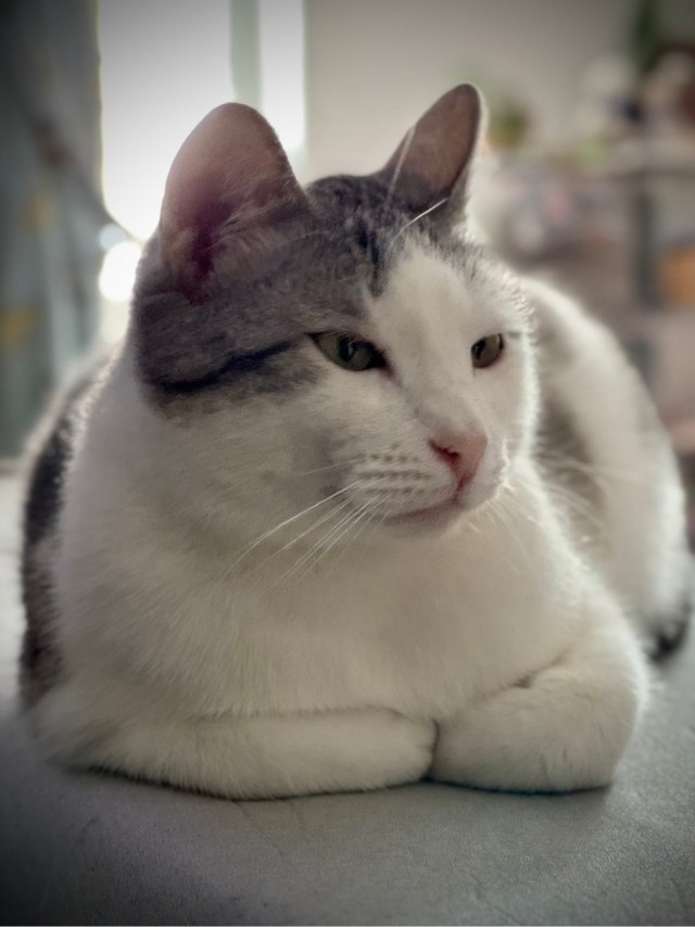 Спасение котят, не забугорное