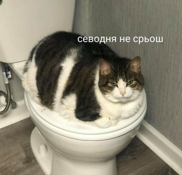 Котямбосы