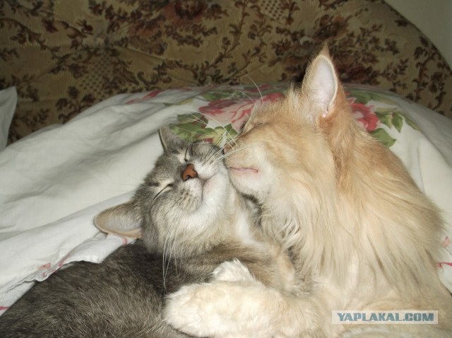 Котовторник 23.07.2013