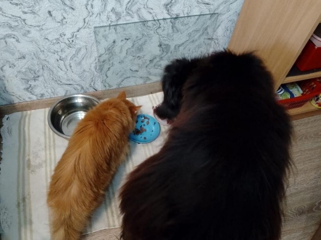 Собакочетверг же, но кошку из фото не выкинешь