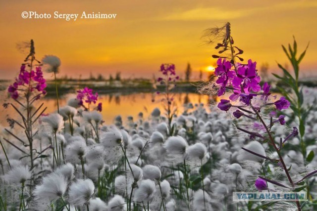 Красота! Лето на Ямале. Фото