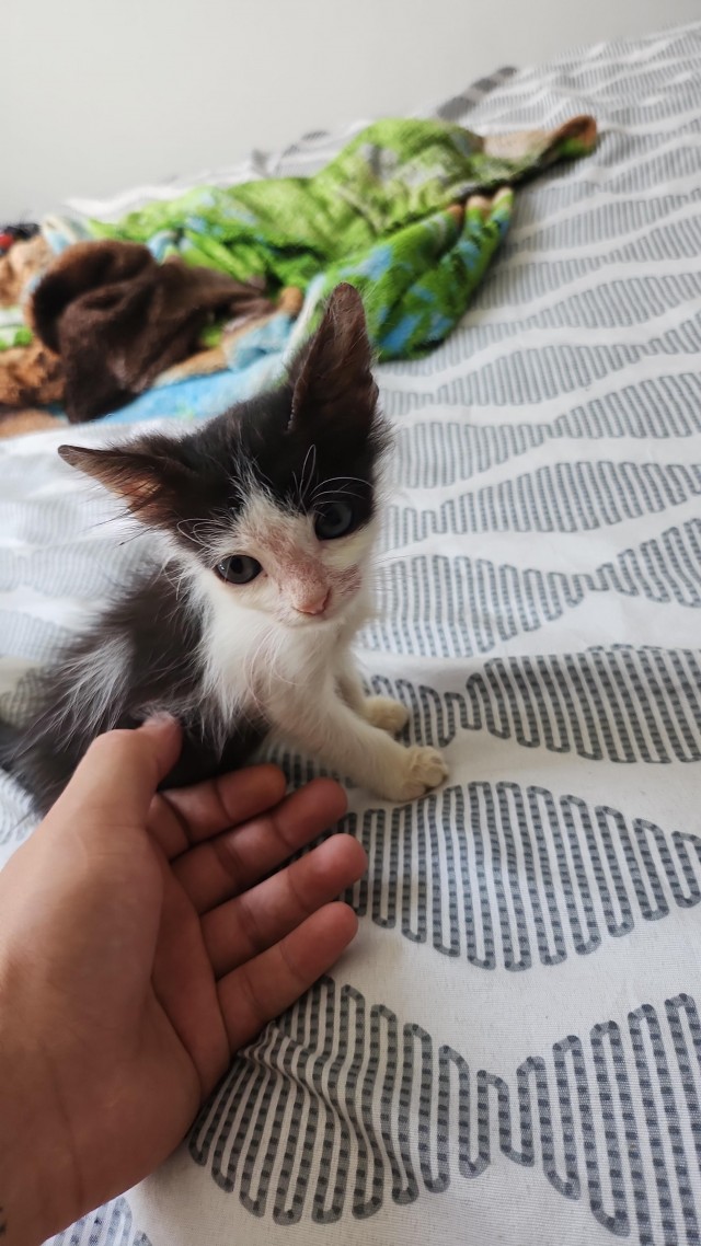 Подобрашки, 2 шт. (котовторник)
