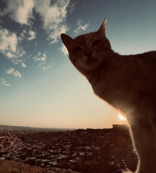 Уличные кошки Ирана