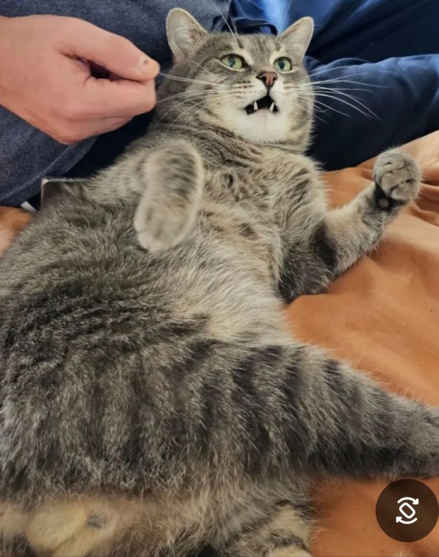 Продолжаем котовторник