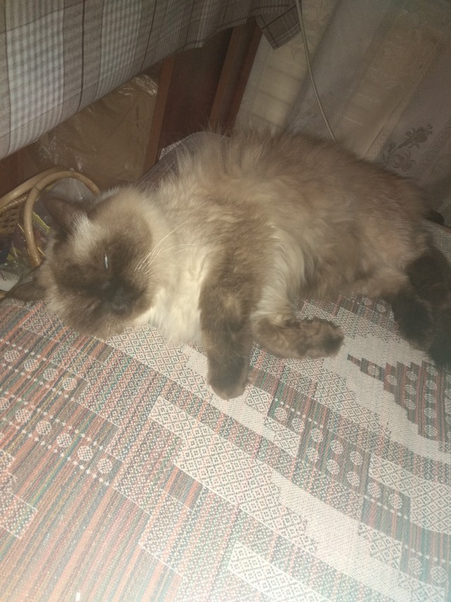 Кот интересуется) жизнь одного Кота)