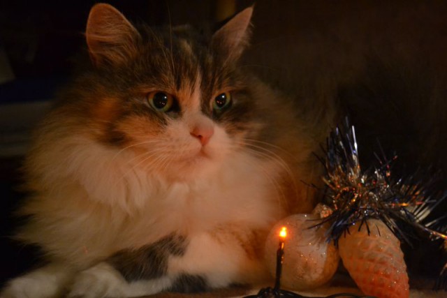 Котовторник   31.12.  2013