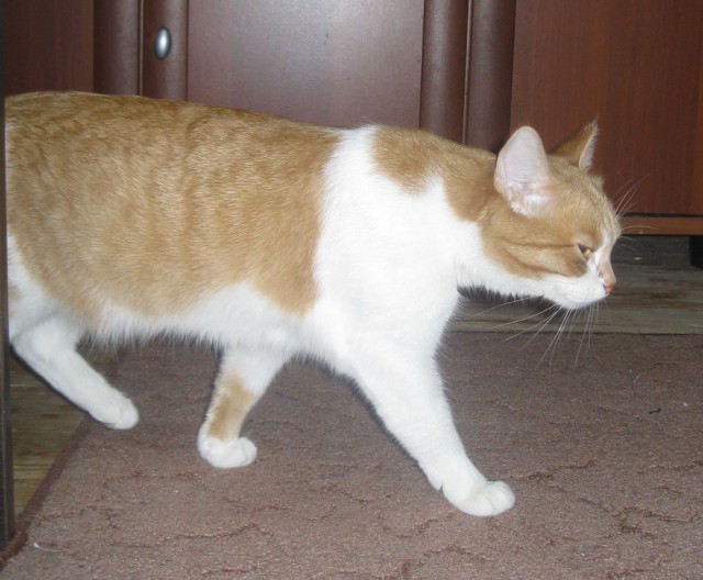 Котовторник 01.04.2014