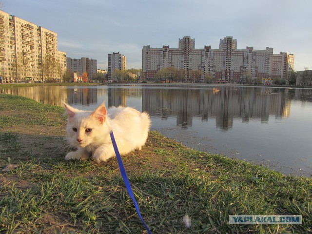 Котовторник 20.05.2014