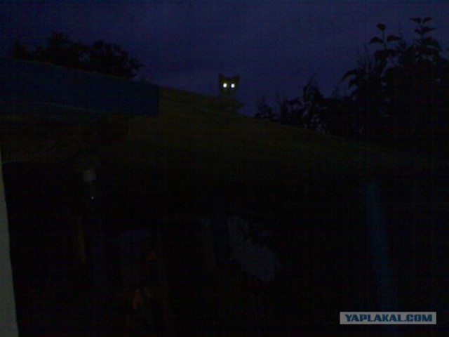 КотЭ-Невидимка