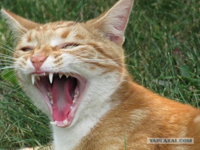 А у тебя есть фото твоей зевающей котейки ?