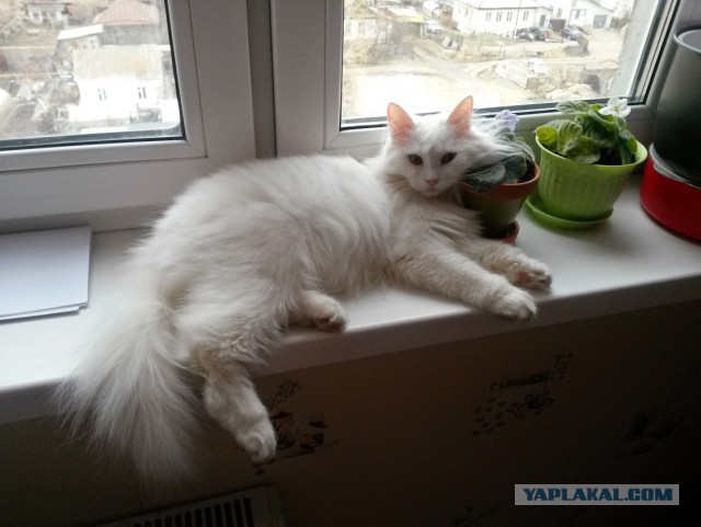 Котовторник 19.08.2014