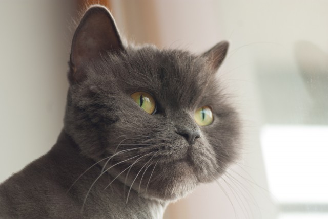 Котовторник 28.10.2014