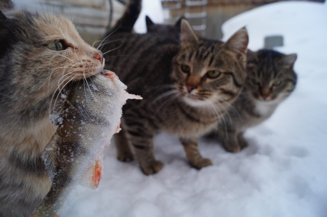 Пермские коты