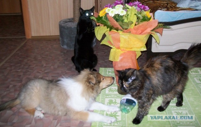 Котовторник 12.03.13