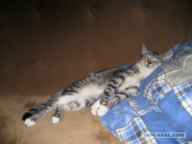 Котовторник