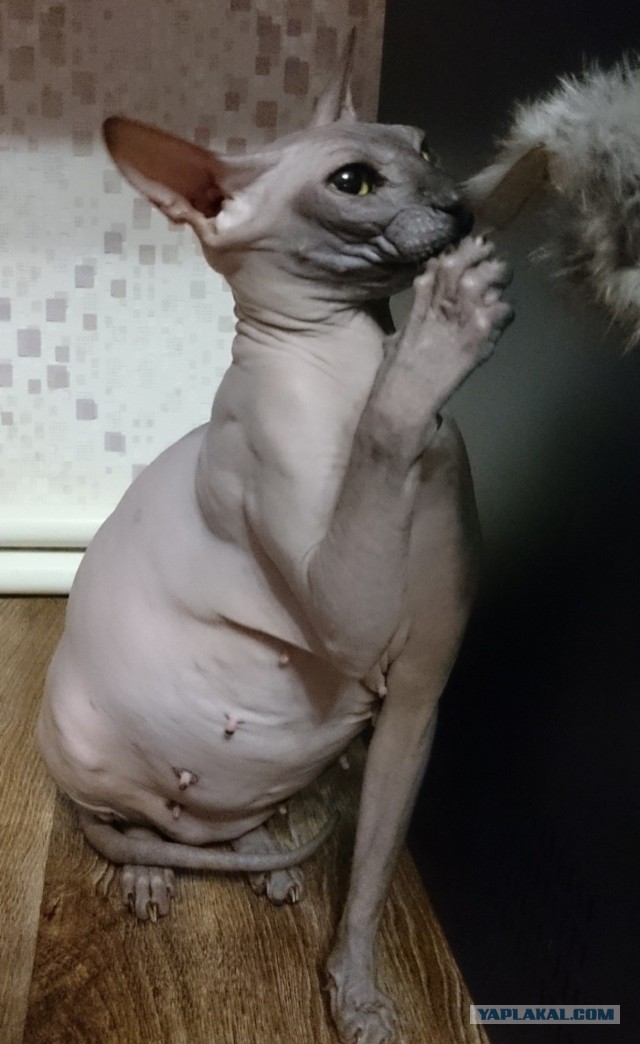 Если есть кошачье ню, то оно выглядит вот так...