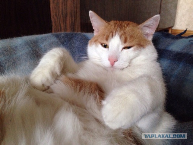 Котовторник