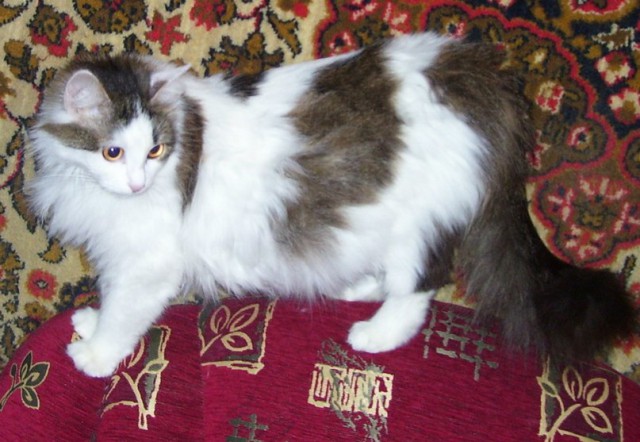 Котовторник 09.06.2015