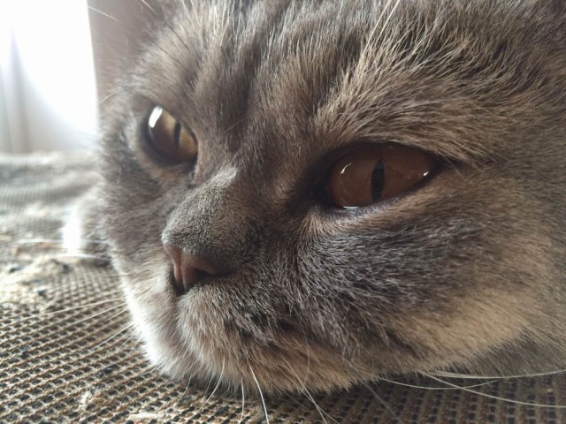 Котовторник 04.08.2015