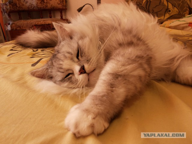 Котовторник 25.08.2015