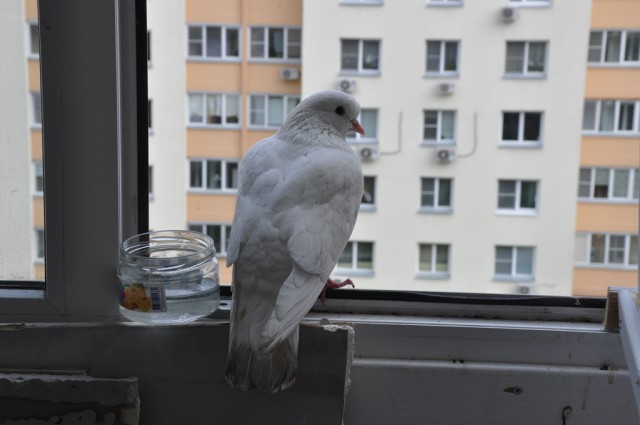 Я вижу птиц (с)