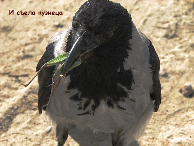 Домашняя птичка - ворона