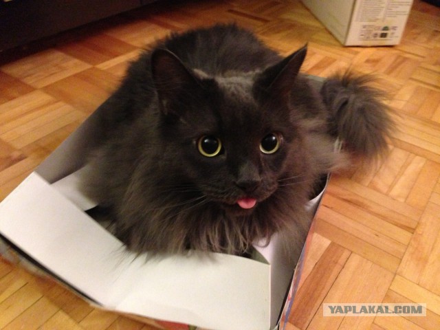 Котовторник