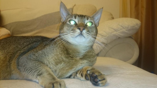 Кот Костя ищет хозяина!