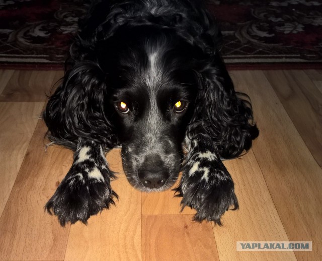 Собакочетверг же, ау!