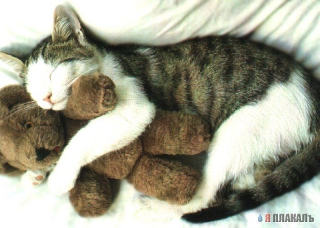 Коты, кошки, котята