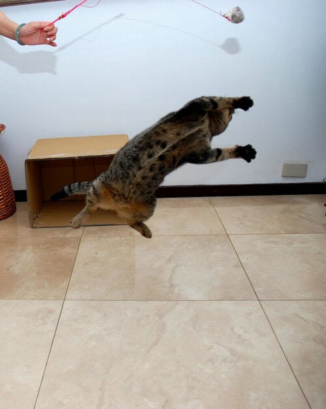Летающий котовторник на ЯПлакалъ! (38 котов)