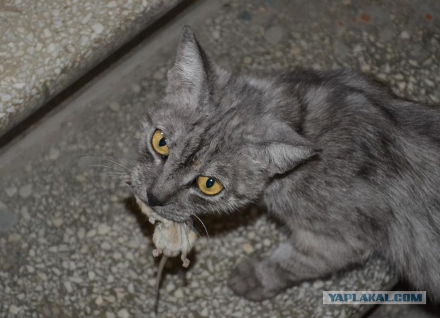 10 брутальных уличных котов